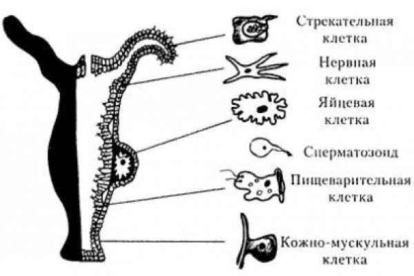 Ссылка на кракен tor